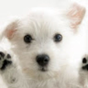 Meet your Posher, Cara